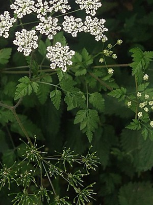 photo of Rough Chervil
