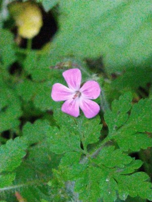 photo of Herb Robert