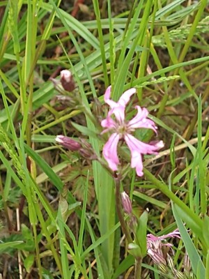 photo of Ragged Robin