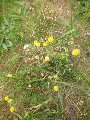 photo of Hop Trefoil