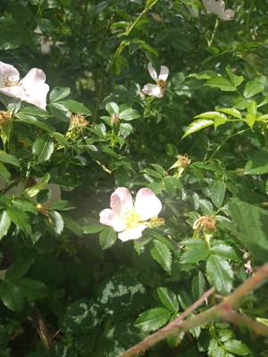 photo of Common Dog Rose