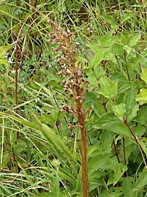 photo of Common Broomrape