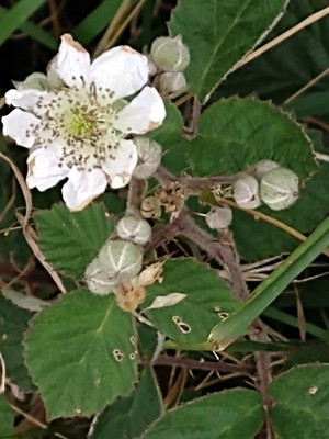 photo of Elm Leaved Bramble