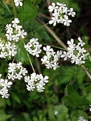 photo of Cow Parsley