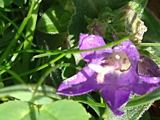 photo of Clustered Bellfower