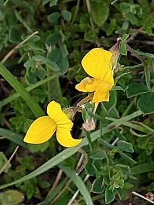 photo of Bird's Foot Trefoil