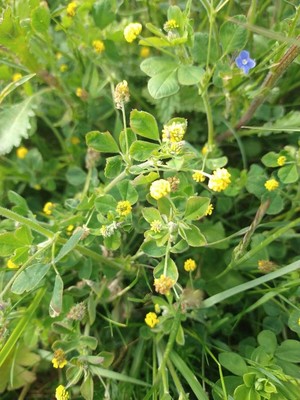 photo of Black Medick