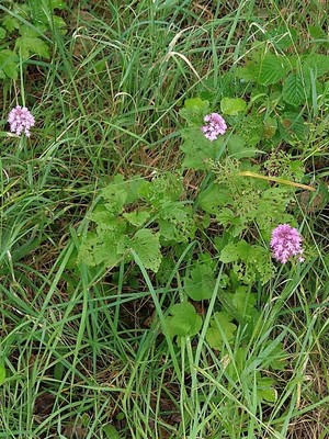 photo of Pyramidal Orchid