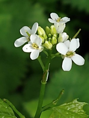 photo of Garlic Mustard