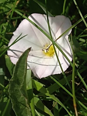 photo of Field Bindweed