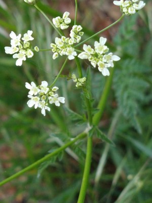 photo of Cow Parsley