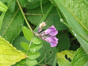photo of Bush Vetch