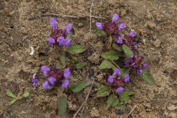 photo of Selfheal