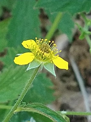 photo of Wood Avens