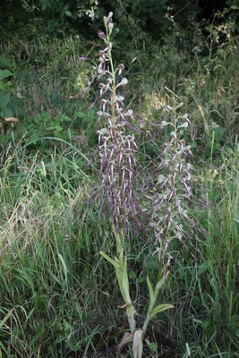 photo of Lizard Orchid