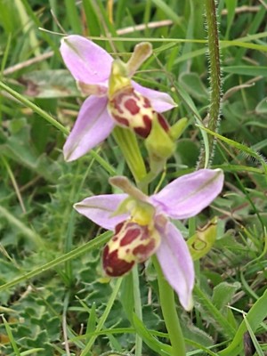 photo of Bee Orchid