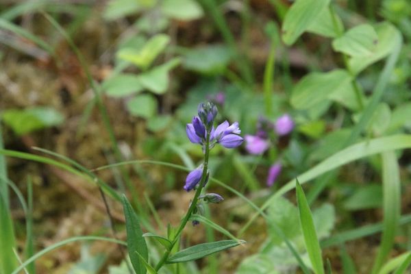 photo of Common Milkwort