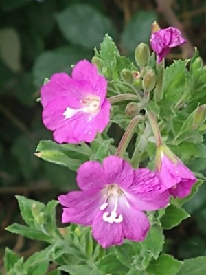 photo of Great Willowherb