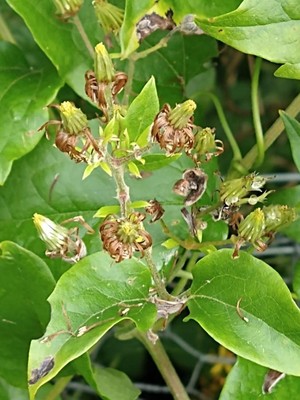 photo of Traveller's Joy