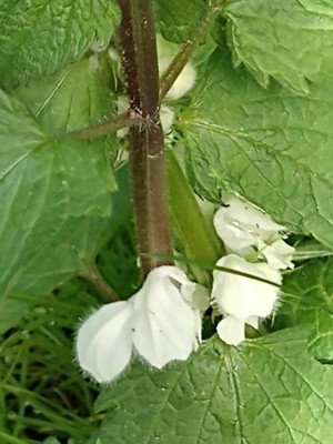photo of White Dead Nettle