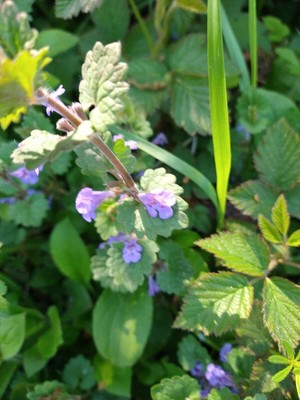 photo of Ground Ivy