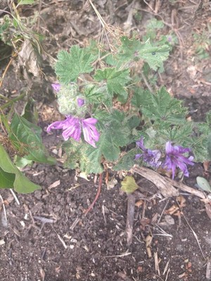 photo of Common Mallow