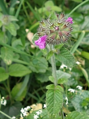 photo of Wild Basil