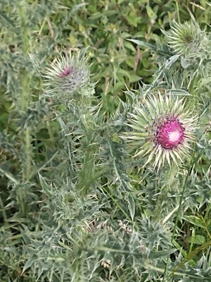 photo of Nodding Or Musk Thistle