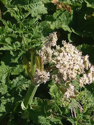 photo of Hogweed