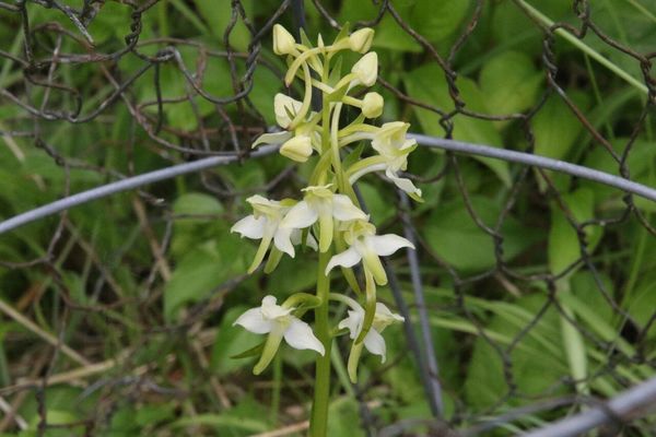 photo of Greater Butterfly Orchid