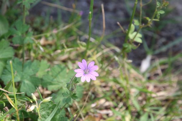 photo of Hedgerow Crane's Bill