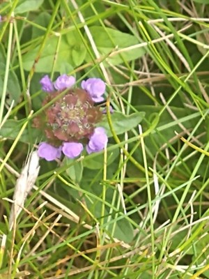 photo of Selfheal