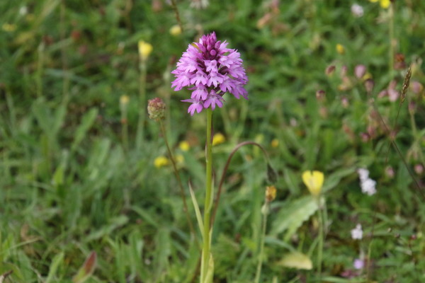 photo of Pyramidal Orchid