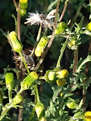 photo of Groundsel