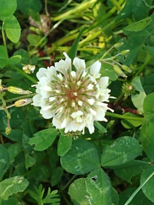 photo of White Clover