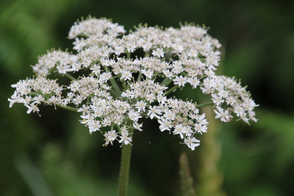 photo of Hogweed