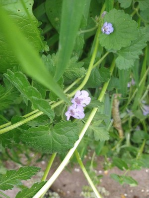 photo of Ground Ivy