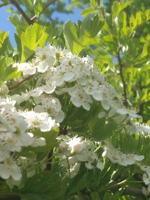 photo of Hawthorn