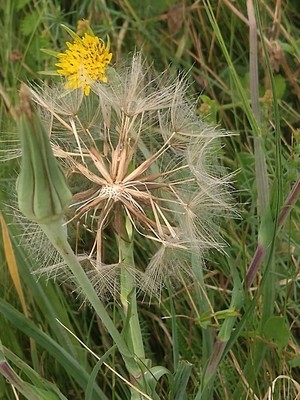 photo of Goat's Beard