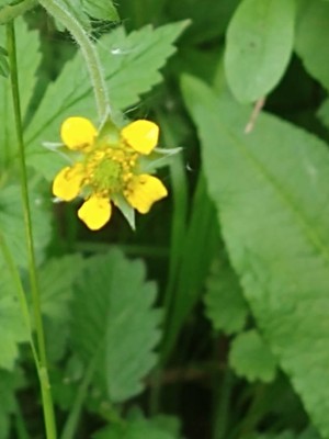 photo of Wood Avens