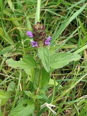 photo of Selfheal