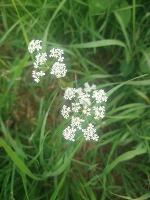 photo of Cow Parsley
