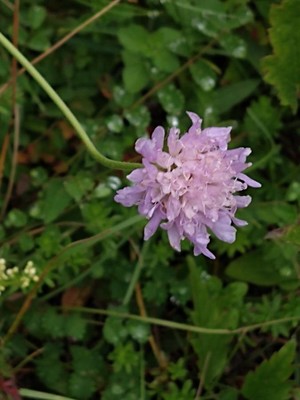 photo of Field Scabious