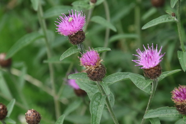 photo of Common Knapweed