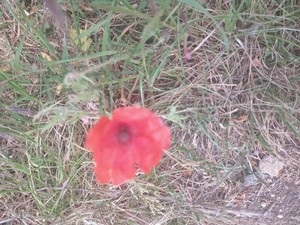 photo of Common Poppy