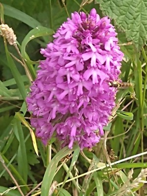 photo of Pyramidal Orchid