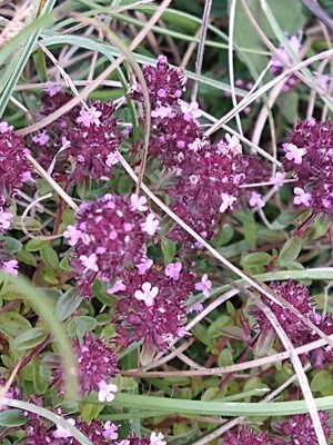 photo of Wild Thyme