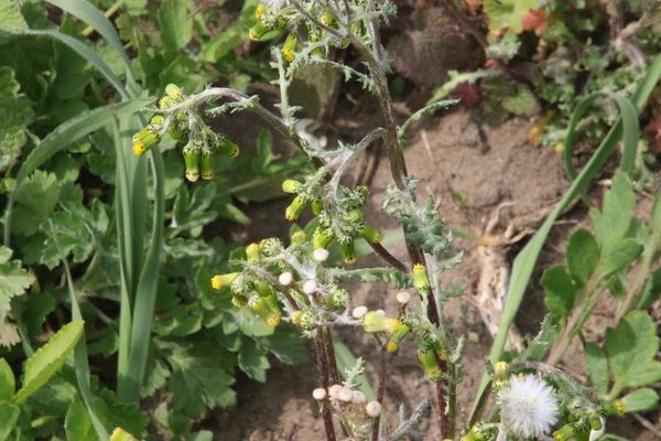 photo of Groundsel