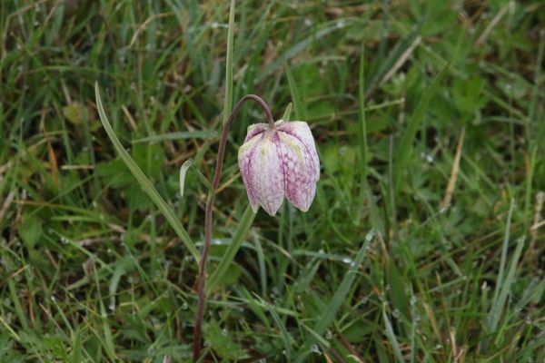 photo of Snake's Head Fritillary