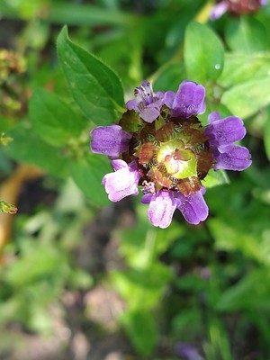 photo of Selfheal